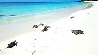 Sea turtles and the white sand beach in Palawan Philippines.
