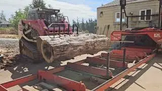Milling a Veneer Grade 15 ft Black Walnut Log