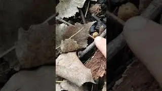 Morel Mushroom Hunting Ohio