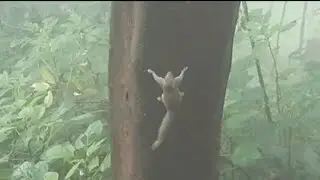 Pine Squirrel Habits & Adaptation |Do Subscribe Guys Plz|After Watching This Video |Wildjojovlog