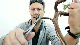 Attrezzi per bonsai dalla Cina