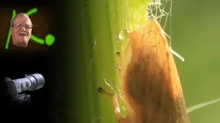 Zwergzikade - Cicadellidae