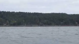 Whale watching with Steveston Seabreeze Adventures