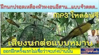 MP3 เสียงฝึกต่อนกปรอดเหลืองหัวจุกอีสาน แบบจ้วดดด.. ออกฝึกครั้งแรก ไม่เชื่อว่าจะเก่งกล้าสามารถปานนั้น