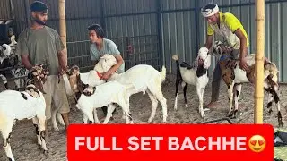 &ldquo;Full Set, Vaccinated, Bimariyon se Free &ndash; Sabrigoatfarm ke Goat Kids dekho iss video mein!&rdquo;