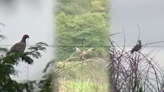 TESTE DE DIST&Acirc;NCIA NA CA&Ccedil;ADA DE POMBA ASA BRANCA 💥🎯
