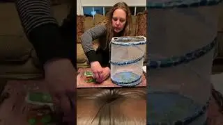 Chrysalis transfer to Butterfly net