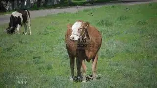 Stock footage / Two cows graze in the street