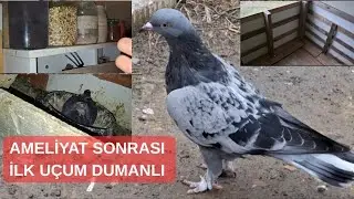Oyunkuşu Kümesi Kışın Nasıl Isıtılır | Yalıtımın Önemi | Güvercinlere Neler Verilmelidir? #oyunkuşu