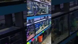 Clear Waters Galore @ The Fish Hut of NJ! #aquariumhobby #cichlid #newfish #aquarium