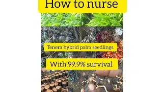 Super Oil palm hybrid tenera seedlings nursery