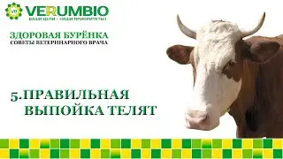 Правильная выпойка телят. Советы практикующего врача  ЗДОРОВАЯ БУРЕНКА