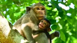 TODAY MONKEY JULINA DO NOT CARE BABY