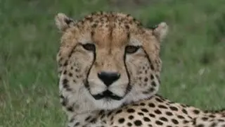 What noise do Cheetahs make?