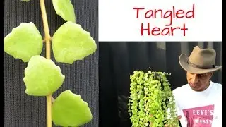 Succulent Vine Tangled Heart / Care and lot more