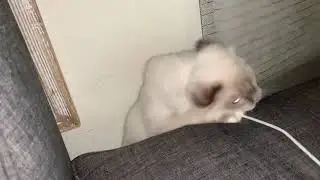#funnycatclips Cat Attacks Charger Then Disappears