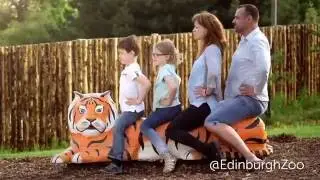 Tiger Tracks at RZSS Edinburgh Zoo!