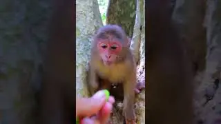 Amazing Lovely Monkey Bella