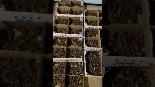 Quail Day old Chicks 9030041297 #quailchicks #quailfarming