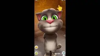 TALKING WITH TOM FUNNY CAT REACTION LIVE STREAM