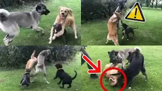 Un KANGAL y un PITBULL se ENFRENTAN a un GOLDEN y PASA ESTO… 😱