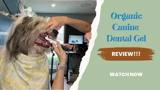 This is how you brush your Old English Sheepdog's Teeth | Radius Dental Gel