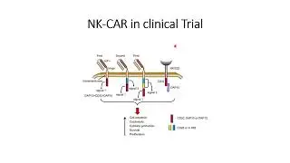 CAR-NK from clinical trail and its safety and efficacy #Code: 1116