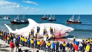 The $1M Journey from a Giant Shark Fishing Trip &ndash; Deep-Sea Longline Documentary