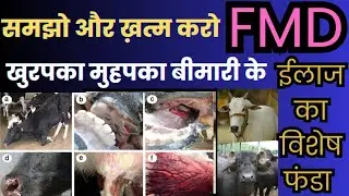2 दिन में FMD खुरपका मुहपका बीमारी के ईलाज का विशेष फंडा  😇 Fmd Muh Paka Khurpaka ka Ilaj