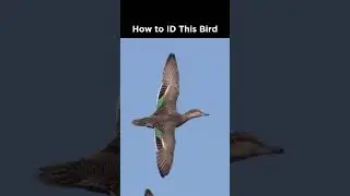 Can you identify this flying duck?