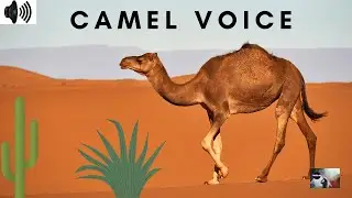 CAMEL VOICE | CAMELUS | DOMESTICATED | WORKING ANIMALS | DROMEDARY | BELLOWS | BLEATING | TRIZZLER|