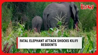 Fatal elephant attack shocks Kilifi residents