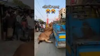 New Qurbani treading song #qurbani #song #qurbanistatus #shorts