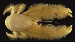 The Yeti Crab Nature's Deep Sea Farmer
