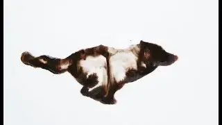 HUNGRY WOLF - NICHOLAS COLEMAN X EL SOLITARIO