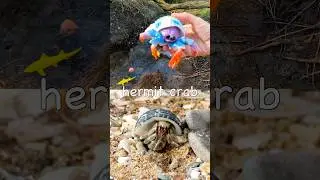 Kids Learn | Sea Animal Names at the Stream for Toddlers: Dolphin Hermit Crab Whale Eel Pufferfish