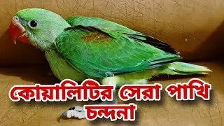 মাশাল্লাহ 2026 সালের সেরা চন্দনা পাখির বাচ্চা,Pakistani Alexander Parrot 2026