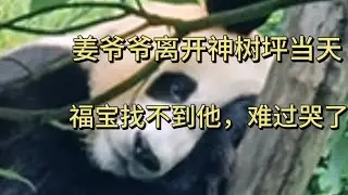 2024.7.7姜爷爷6号离开神树坪当天，福宝的情绪是怎样的：低落，难过后平静！#panda #animals