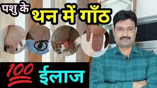 गाय के थन में गांठ का इलाज cow ke than me ganth ka ilaj/ pashu ke thano me sujan ka ilaj