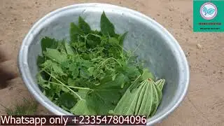 Perform spiritual bath, cleansing, and protect your self against witches. Bitter melon, castor leaf