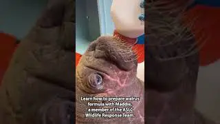 Preparing Formula for Orphaned Walrus Cal Patient at the ASLC