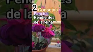 cuidados de las fuchsias #pendientes de la reina #bailarinas #flower