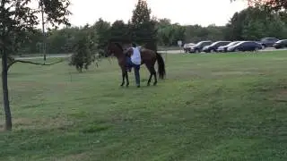 Best horse backflip (fail)