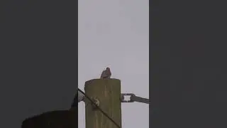 Northern Flicker on top of utility pole. #nature #flicker #bird #nature