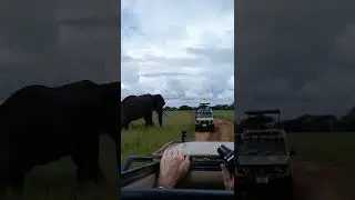 CLOSE ENCOUNTER WITH A TUSKER- WILDLIFE SAFARI - TANZANIA