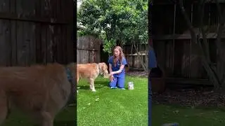 Replenish Dog Water Supplement is made for all dogs types!