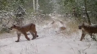 Nervous Mule Deer, Three Mountain Lions