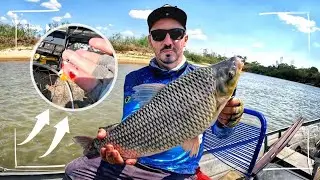 É TANTO PEIXE QUE TODO CUIDADO É POUCO 