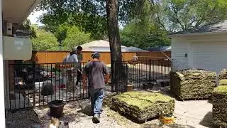 St. Augustin Sod installation in Dallas