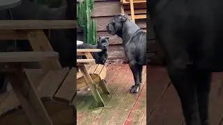 Cane Corso Parents Discipline their Puppy 💯🔥 #canecorso #dog #corso #dogsofyoutube #shortvideo